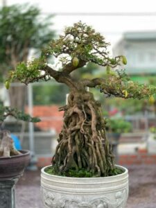 cây khế bonsai_miogarden