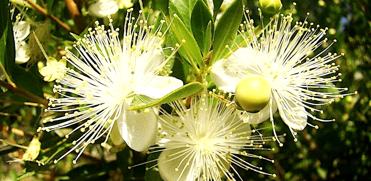 Hoa Cây Hương Đào