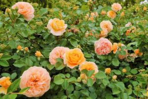 Hoa Hồng đẹp trong sân vườn_Miogarden_2