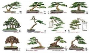 Hướng dẫn tạo 72 thế cây cảnh dáng bonsai