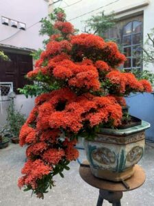 bonsai bông trang_miogarden