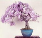 cây hoa xoan bonsai mini persian lilac_miogarden