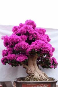cây hoa giấy bonsai 01_miogarden