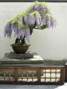 cây hoa tử đằng bonsai 01_miogarden