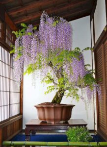 cây hoa tử đằng bonsai 03_miogarden