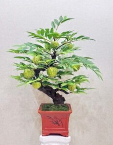 cây mãng cầu bonsai_miogarden