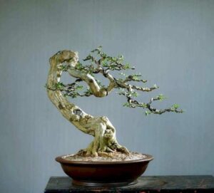 cây nguyệt quế bonsai mini 01_miogarden