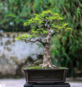 cây nguyệt quế bonsai mini_miogarden