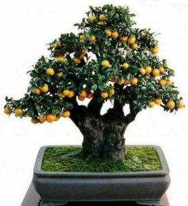 cây quất bonsai mini_miogarden