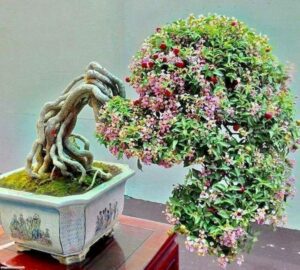 cây sơ ri bonsai mini_miogarden