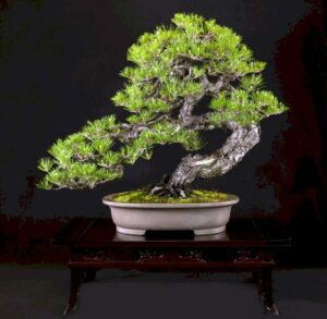 cây thông đen bonsai_miogarden