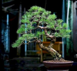 cây tùng bách bonsai_miogarden