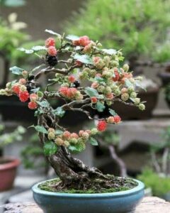 dâu tằm bonsai mini_miogarden