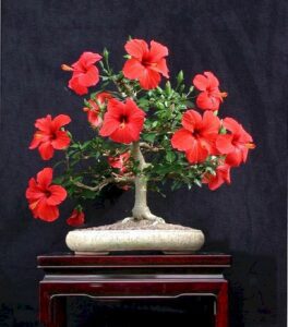 Cây dâm bụt bonsai hibiscus rosa_miogarden
