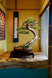 hiểu về cây bonsai là gì 01_miogarden