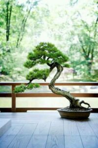 hiểu về cây bonsai là gì 02_miogarden