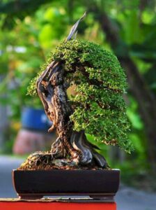 hiểu về cây bonsai là gì 06_miogarden