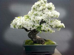 hiểu về cây bonsai là gì 08_miogarden