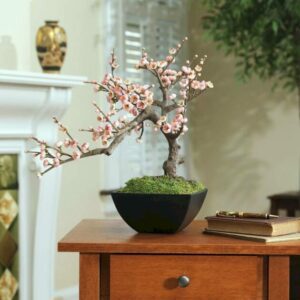 hoa đào bonsai 01_miogarden