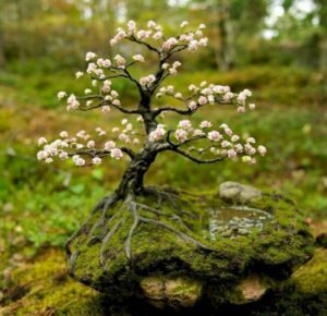 hoa đào bonsai_miogarden