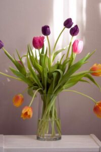 hoa tulip 14_miogarden