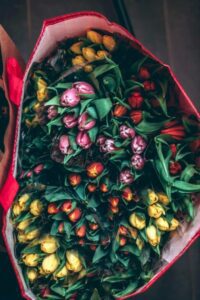 hoa tulip 15_miogarden