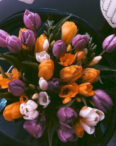 hoa tulip 8_miogarden