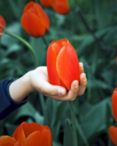 hoa tulip cam 17_miogarden