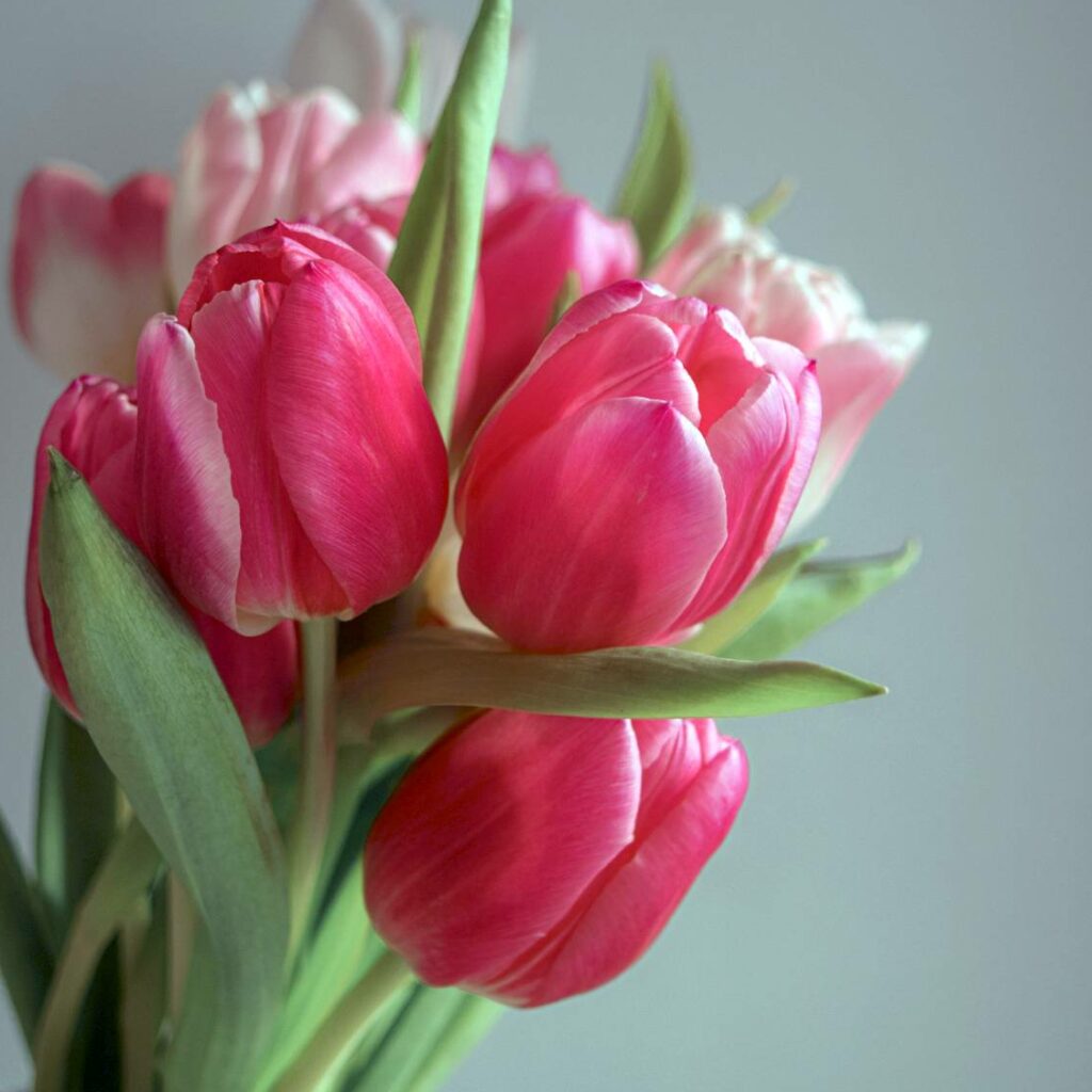 hoa tulip hồng 16_miogarden