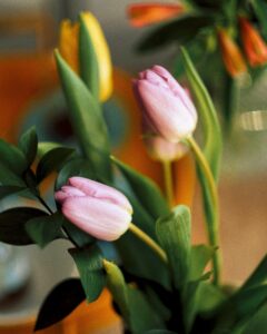 hoa tulip hồng 19_miogarden