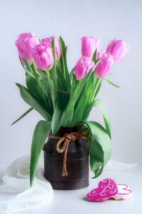 hoa tulip hồng 21_miogarden