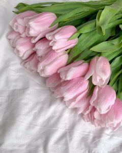 hoa tulip hồng 22_miogarden