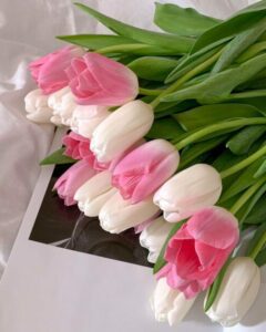 hoa tulip hồng 23_miogarden