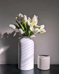 hoa tulip trắng 20_miogarden