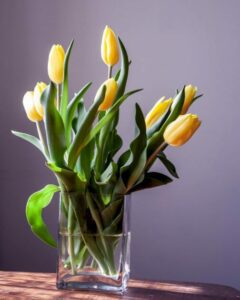 hoa tulip vàng 5_miogarden