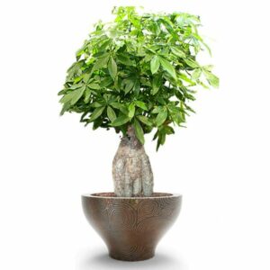 Cây kim ngân bonsai_miogarden