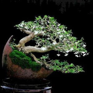 Cây mai chiếu thủy bonsai 01_miogarden