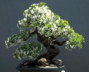 Cây mai chiếu thủy bonsai_miogarden