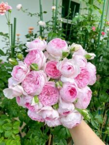 Hoa Hồng Mon Coeur Rose 09_miogarden