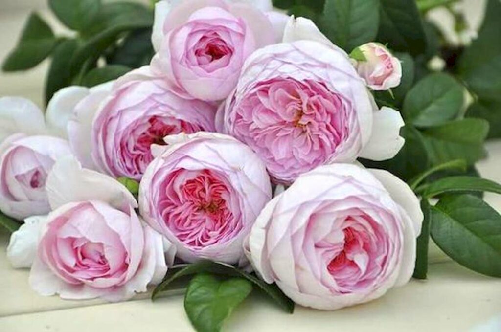Hoa Hồng Mon Coeur Rose 10_miogarden
