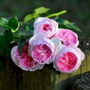 Hoa Hồng Mon Coeur Rose 11_miogarden