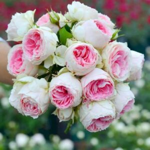 Hoa Hồng Mon Coeur Rose 12_miogarden