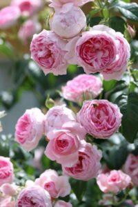 Hoa Hồng Mon Coeur Rose_miogarden