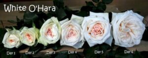 ohara garden rose 01_miogarden