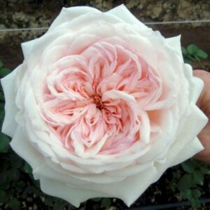 Hoa Hồng Ohara rose_miogarden