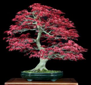 Cây phong lá đỏ bonsai_miogarden
