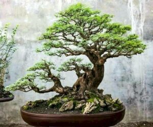 trà phúc kiến bonsai mini_miogarden