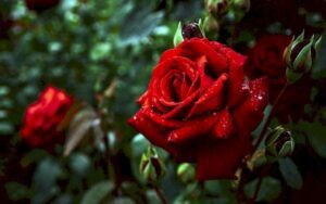 Ý nghĩa màu sắc hoa Hồng đỏ_miogarden