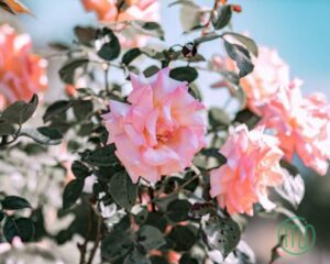 Ảnh Hoa Hồng Đẹp_Rose 1