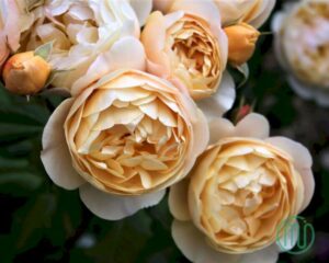 Ảnh Hoa Hồng Đẹp_Rose 5